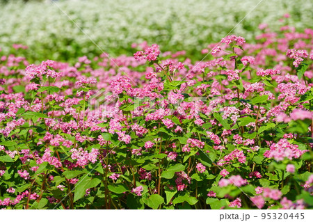 赤そばの花の咲く風景　（国営ひたち海浜公園） 95320445