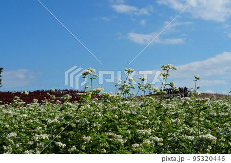 そばの花の咲く風景　（国営ひたち海浜公園） 95320446