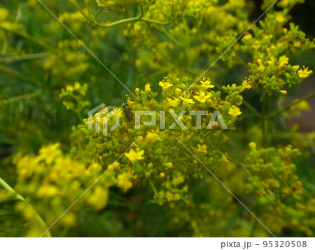 オミナエシ 95320508