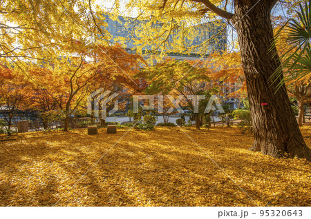 紅葉した木々のある公園 清水谷公園 秋 紅葉 東京都千代田区紀尾井町 紅葉した木々のある公園 清水谷公園 秋 紅葉 東京都千代田区紀尾井町 95320643