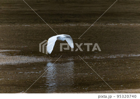 EOSR6.広島呉市、コの字型滑空。 95320740