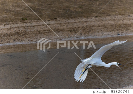 EOSR6.広島呉市、荒ぶるコサギ。 95320742
