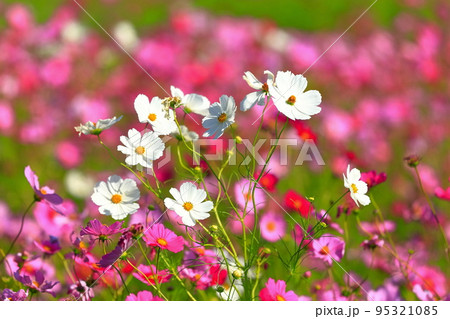 【愛媛県】晴天の見奈良コスモスまつり 95321085