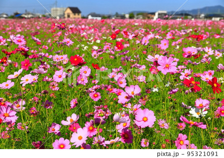 【愛媛県】晴天の見奈良コスモスまつり 95321091