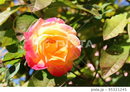 初冬に咲く綺麗なバラ (薔薇) ピース 初冬に咲く綺麗なバラ (薔薇) ピース 95321245