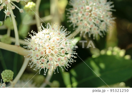 ヤツデ（八つ手）の雄花が綺麗です！ 95321250