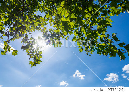 Fresh green trees and blue sky and clouds 95321264
