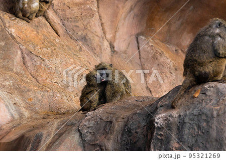 EOSR6.広島市内、ヒヒの溺愛親子。 95321269