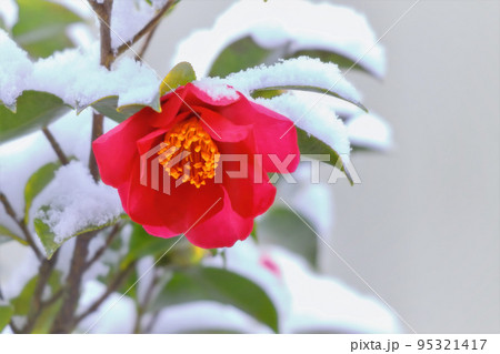 雪と山茶花 雪と山茶花 95321417