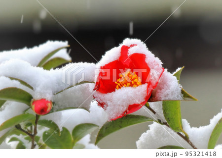 雪と山茶花 95321418