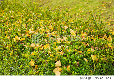 銀杏並木ーふくい健康の森 95321423