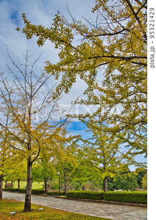 銀杏並木ーふくい健康の森 95321429