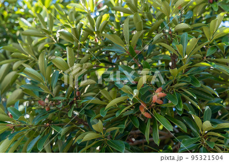 マテバシイ　どんぐりの木 95321504