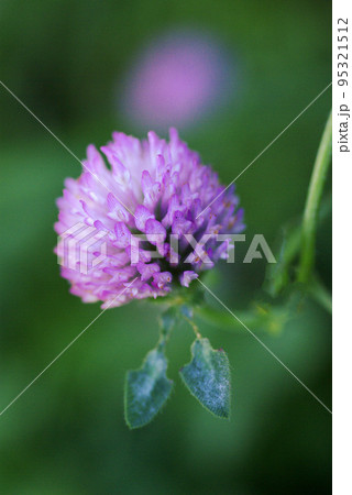 薄紫のムラサキツメクサ 紫詰草 の花が可愛いの写真素材