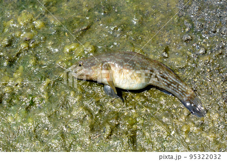 川で小物釣りをしていたらダボハゼが掛かった。 川で小物釣りをしていたらダボハゼが掛かった。 95322032