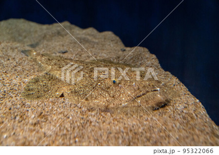 キアンコウ 95322066