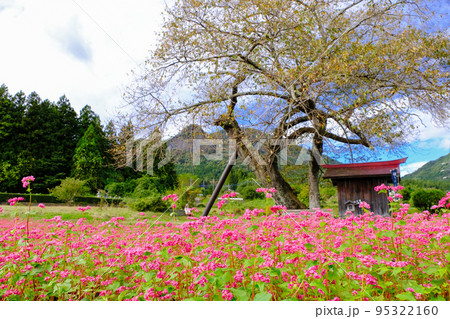 赤そばと一本桜 赤そばと一本桜 95322160
