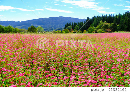 赤蕎麦の花畑 95322162