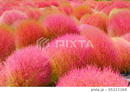 紅葉したコキア 紅葉したコキア 95322168