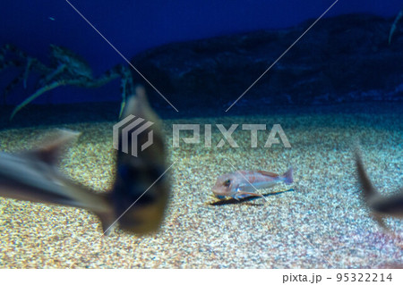 カナガシラ 95322214