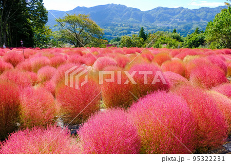 紅葉のコキア 95322231