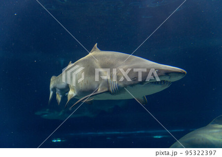 シロワニ シロワニ 95322397