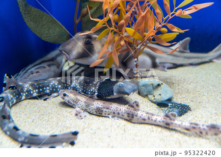 温帯海域のサメ 温帯海域のサメ 95322420
