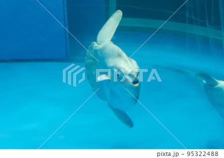 マンボウ 95322488