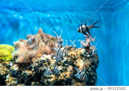 アマノガワテンジクダイ 95322502