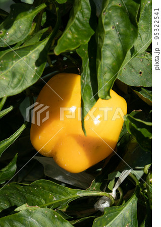 家庭菜園でのカラーピーマンの栽培 家庭菜園でのカラーピーマンの栽培 95322541