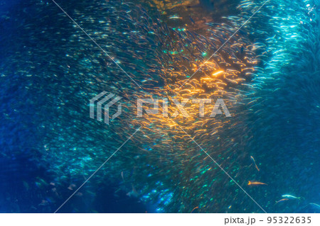 イワシショー　アクアワールド 95322635