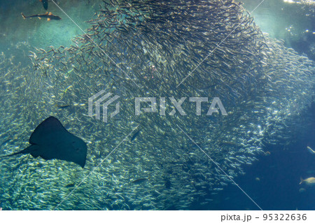 イワシショー　アクアワールド 95322636