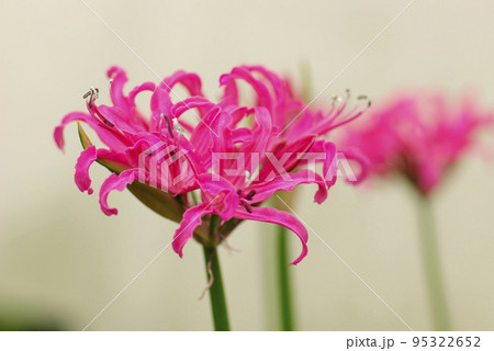 ネリネ（ネリネ・ボウデニー）のピンクの花弁が愛らしい 95322652