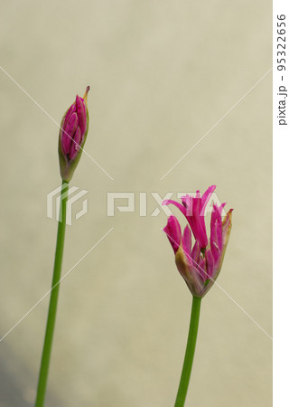 ネリネ（ネリネ・ボウデニー）のピンクの花弁が愛らしい 95322656