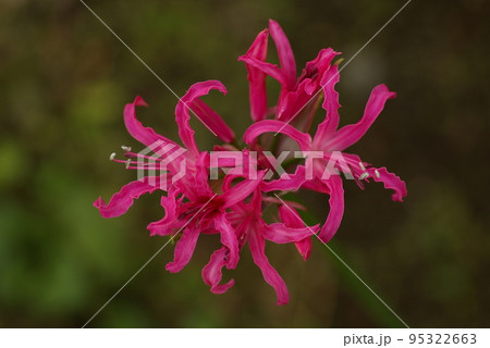 ネリネ(ネリネ・ボウデニー)のピンクの花弁が愛らしい ネリネ(ネリネ・ボウデニー)のピンクの花弁が愛らしい 95322663