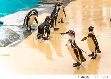 餌を待っているフンボルトペンギン 餌を待っているフンボルトペンギン 95322904