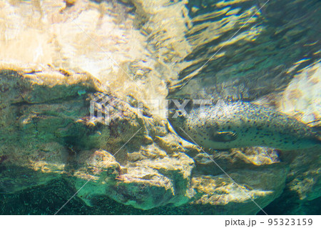 ゴマフアザラシ ゴマフアザラシ 95323159