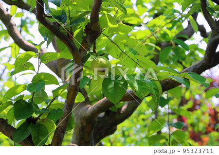 カリンの実 カリンの実 95323711