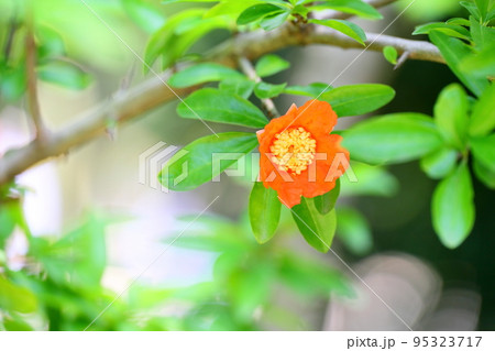 ザクロの花 95323717