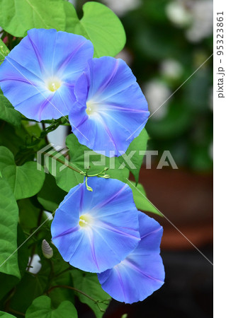 鉢植えの青い朝顔 鉢植えの青い朝顔 95323861