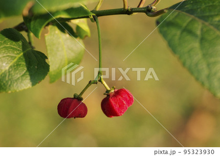マユミ(真弓)の赤い小さな実が可愛い マユミ(真弓)の赤い小さな実が可愛い 95323930