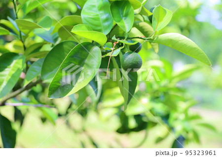 ダイダイの実 95323961