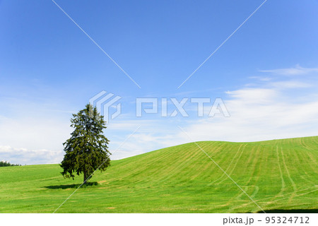 6月の八幡丘ツリーの木 95324712