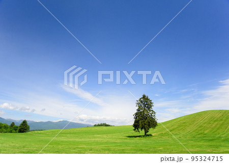 6月の八幡丘ツリーの木 6月の八幡丘ツリーの木 95324715