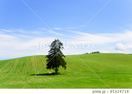 6月の八幡丘ツリーの木 95324719