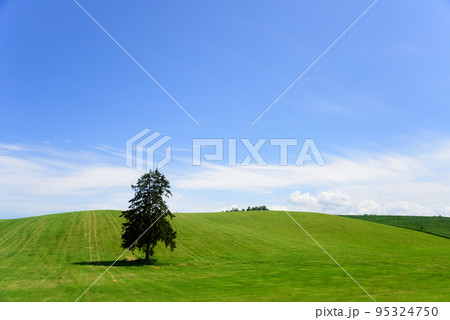 6月の八幡丘ツリーの木 95324750