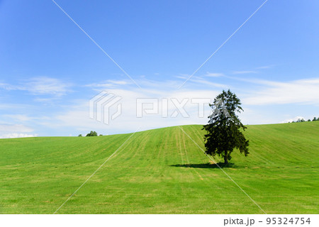 6月の八幡丘ツリーの木 95324754