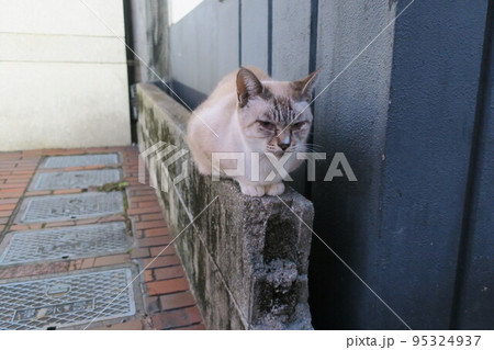 尾道で散策中に出会った猫 95324937