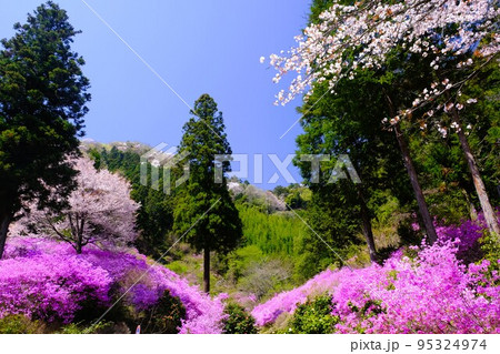 八王子市上川町、今熊神社の春景色 95324974