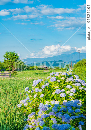 新潟 紫陽花と青空の景色 新潟 紫陽花と青空の景色 95325105